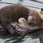 mother otter and baby