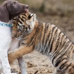 puppy befriends tiger cub