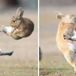 rabbits aerial fighting