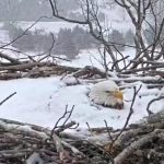 bald eagle nesting