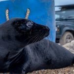black seal pup2