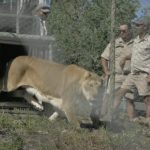 lions released in south africa2