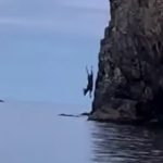 moose dives off cliff