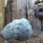 owl adopts owlets