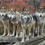 wolves family