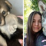 woman adopts wolf