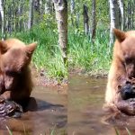 bear playing with toy