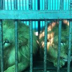 lions rescued