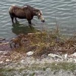 moose protects calf