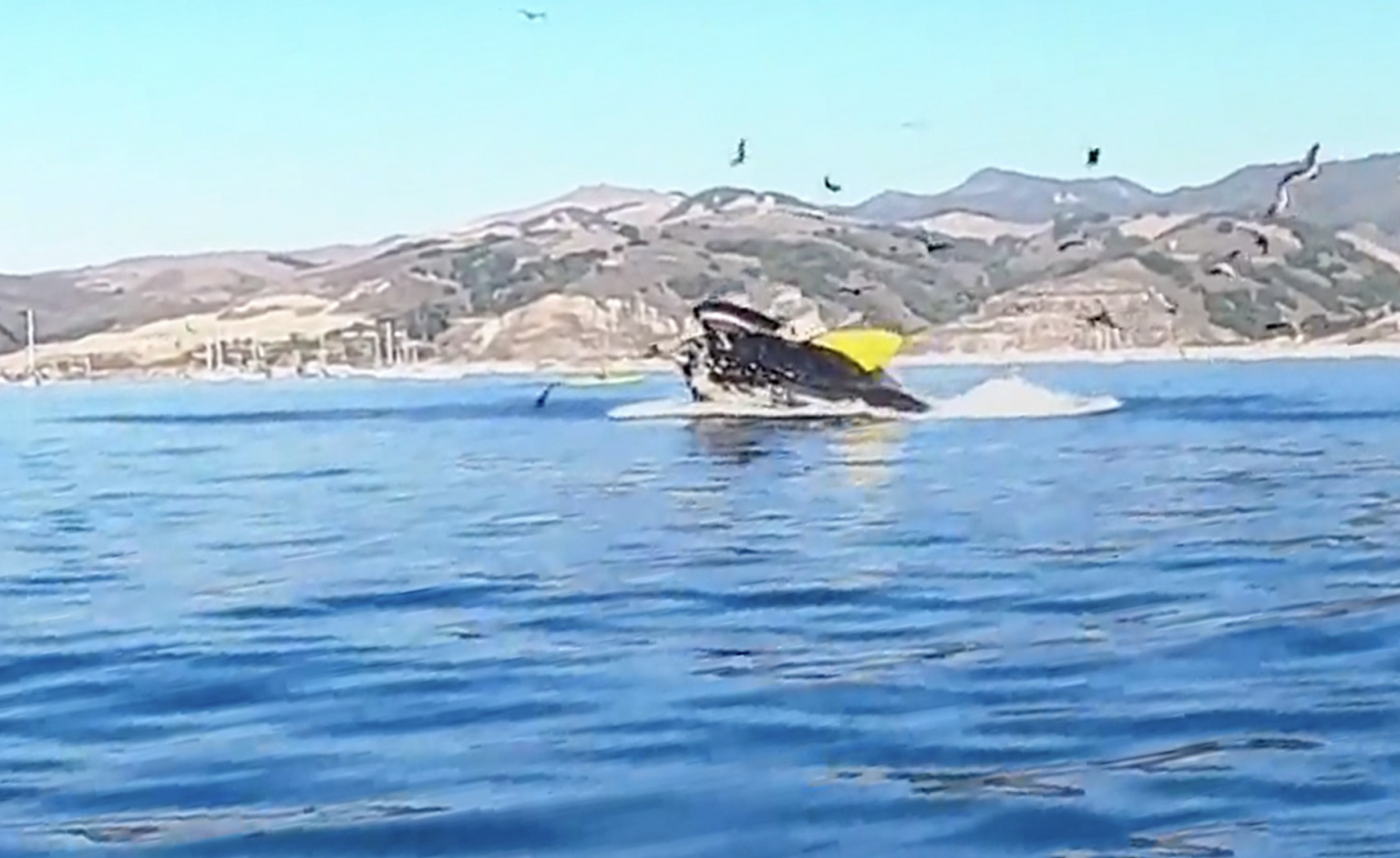 Dramatic footage shows humpback whale engulfing two kayakers into mouth