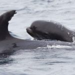 dolphin adopts baby whale