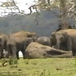 elephant herd grieve