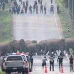 elephants crossign highway