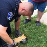 kitten rescued