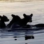 mother bear and cubs (1)
