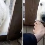polar bear tin can