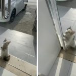 cat begs shop owner