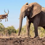 impala and elephant