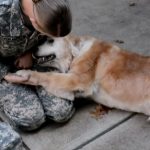 senior dog reunited with soldier