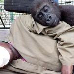 gorilla caretaker