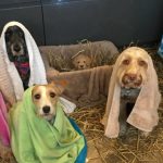 dog nativity scene (1)