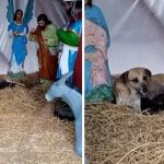 dog nativity scene