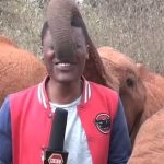 elephant reporter