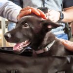 pilot adopts dog