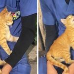 cat comforts nurse