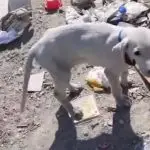 puppy in garbage