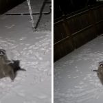 raccoon enjoys snow