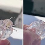 transparent creature