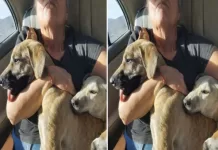 “They Could Not Even Lie Down”: A Hiking Discovery That Exposed the Reality of Animal Cruelty